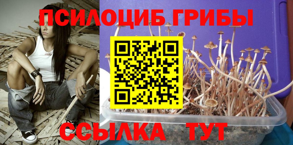 Заволжье  Галлюциногенные грибы Psilocybine cubensis  Вход с VPN 